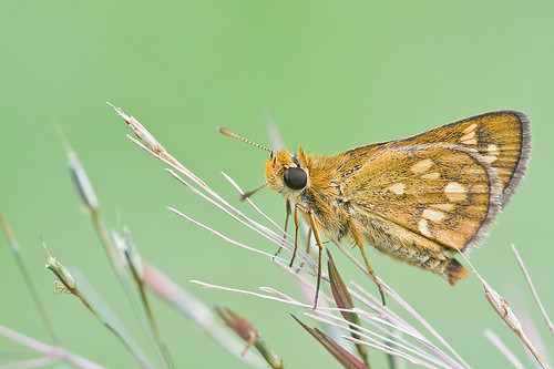 Skipper butterfly <i>Taractrocera ardonia lamia </i>IMG_6930 copy