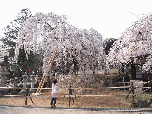 しだれ桜2012＠氷室神社-05