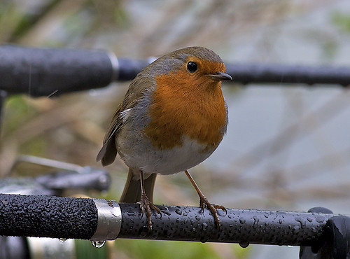 Rain Robin on my 105  <img src=/Images/Icons/Smileys/1.gif border=0 align=absmiddle> 