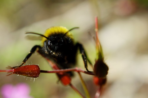 a bee by garyd155