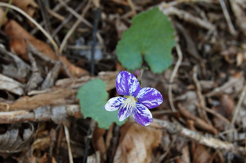picture of single bloom of variegated violet wildflower found in Piney Creek Wilderness.