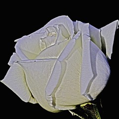 Roses - part II