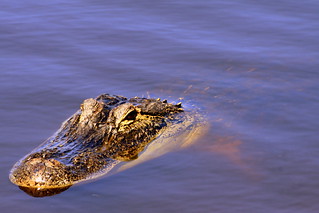 Gator Lake - Panama City Beach, Fl