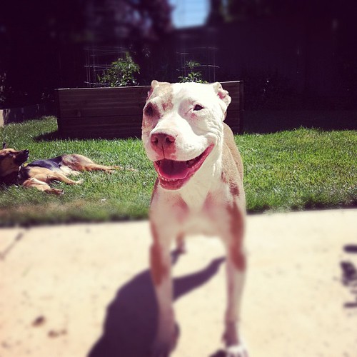 Smiling Mina #pitbull