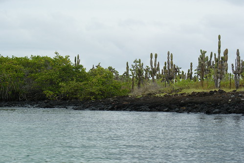 Cacti on lava rocks, next to mangroves... on Santa Cruz, Galapagos Islands, Ecuador by Dallas Krentzel
