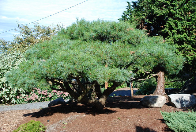 Pinus Strobus Nana