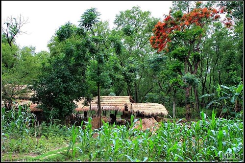 保育森林所帶來的潛在價值是很巨大的，圖為尼泊爾奇旺國家森林公園；圖片來源：赛伯时空·旅游博客http://www.17u.com/blog/article/524809.html