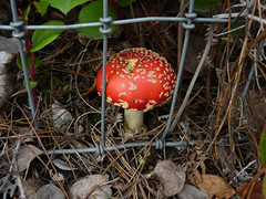 Amanita Muscaria Mushrooms