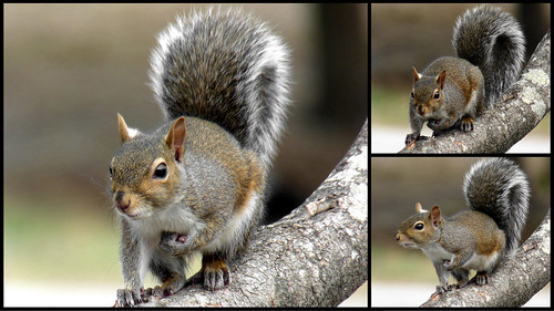Squirrel triptych