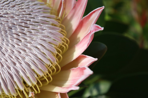 The Giant Flower of the King Protea