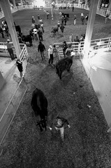 National Western Stock Show - 2011