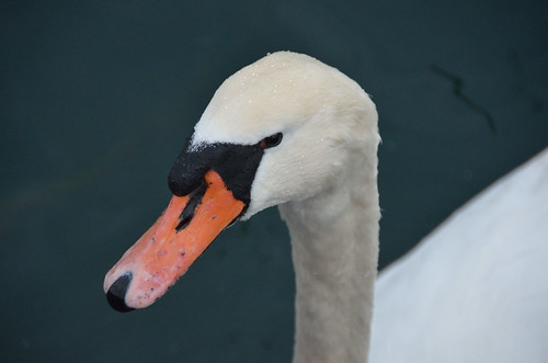 Swan <head>