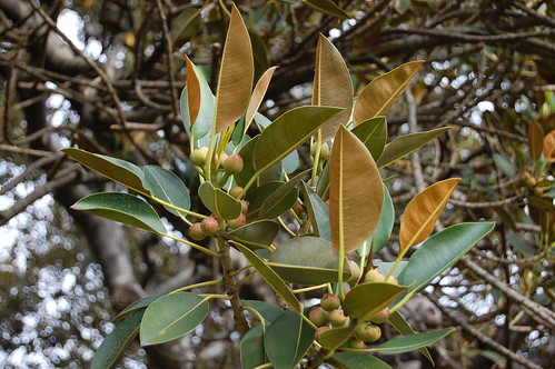 Moreton Bay Fig Tree, Santa Barbara