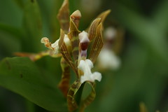 Aspasia species