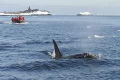 在南極阻擋捕鯨的環保團體船隻(Alumni Western攝)
