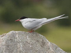 Rødnebbterne (Arctic Tern)
