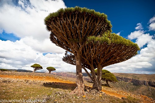 of dragon's blood trees-socotra island-yemen by ronnyreportage