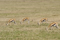 Thomson gazelles