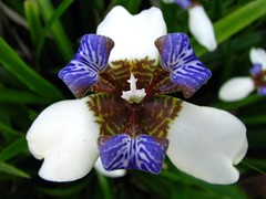 Iridaceae (Iris family)