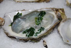 schaal- en schelpdieren: oesters