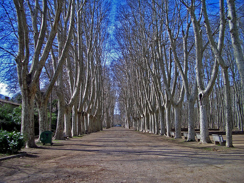 Girona Plane Trees by ronmcbride66