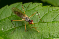 Diptera: Brachycera: Micropezidae