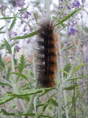Saltmarsh Caterpillar (Estigmene acrea)