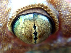 Geckos - Toads - Bats
