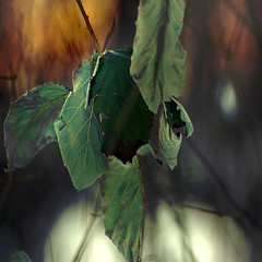 leafes