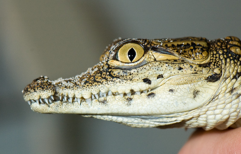 Crocodylus niloticus - Nile Crocodile