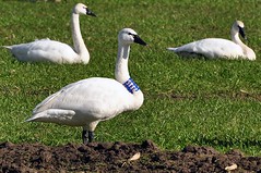 Swans - Collared/Banded