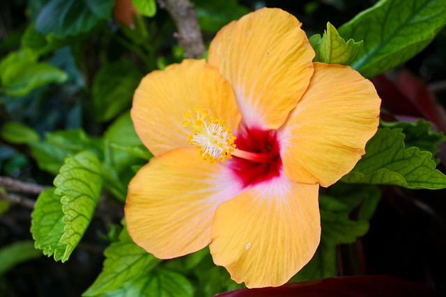 Kauai Flowers