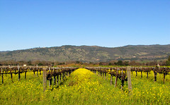 Calif. Wine Country 2011