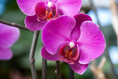 101 Orchids - Utopia Park
