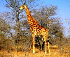 South Africa. Safari. Giraffe