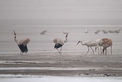 2011年1月份在鄱陽湖的酉伯利亞白鶴(Iryna拍攝)