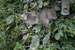 Squirrells