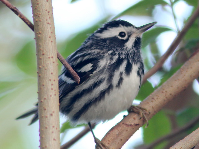 Black-and-White Warbler 20110406
