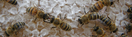bees exchanging nectar