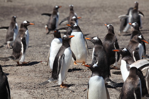 Gentoo Penguins on Saunders Island