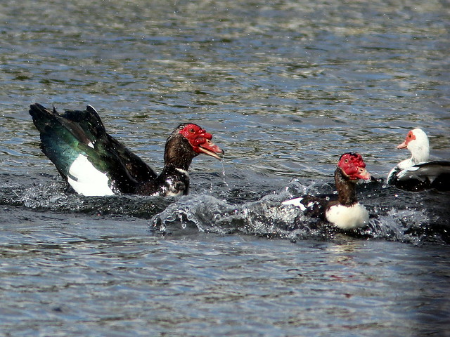 Muscovy lovers triangle 20110216