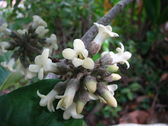 Pittosporaceae (Pittosporum family)