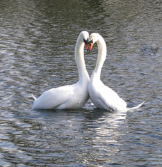 Swans mating in the spring and nesting