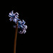 Jacinto (hyacinthus) y corcho.