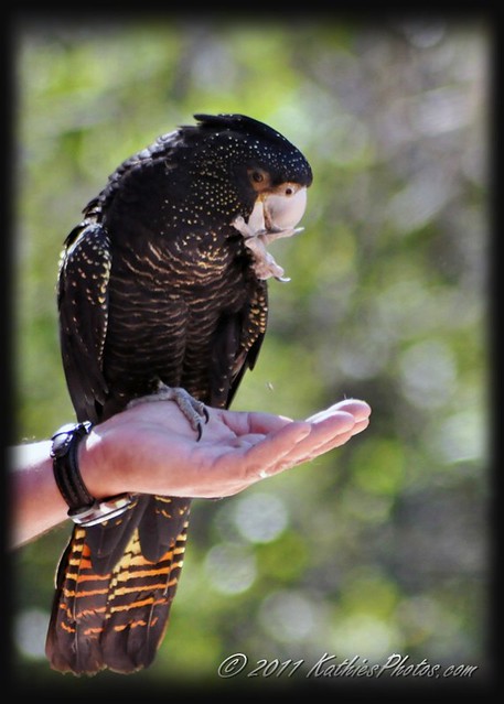 Red-tailed Black-Cockatoo (female)
