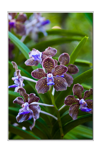 Singapore Orchid 19 by flyfshr2009