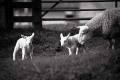 Lambs on Grane Road - Spring 2011