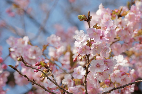 a spring message - Sakura