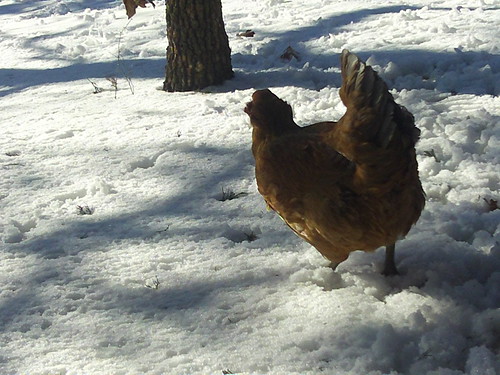 Hen In Snow