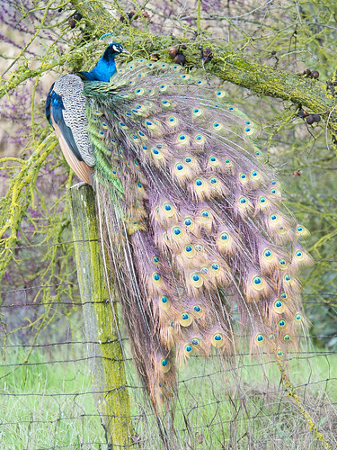 Peacock fanning tail